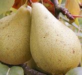 Păr Cure